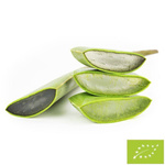 Čerstvé aloe vera bio (približne 0,50 kg)