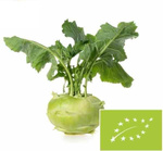 Čerstvé kaleráby bio (poľské) (približne 0,20 kg)